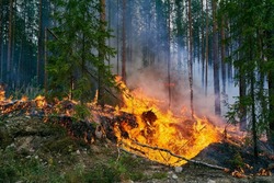 Особый противопожарный режим начал действовать на территории Белгородской области 