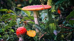 Специалисты предупредили об опасностях при сборе грибов и ягод