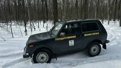 Губкинские лесники продолжили патрулирование лесов