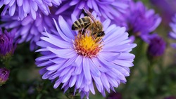 Белгородские пасечники потеряли 1,4 тысяч пчелосемей