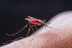 Губкинцы присоединились ко Всемирному дню борьбы против малярии 
