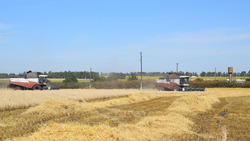 ЗАО «Скороднянское» обмолотило 3600 га озимой пшеницы и 1800 га ячменя