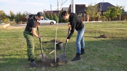 Губкинские волонтёры посадили памятную аллею