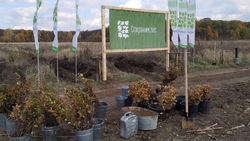 Белгородская область стала лидером акции «Сохраним лес»