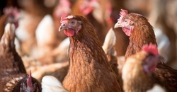 Ветеринары напомнили губкинцам об опасности птичьего гриппа