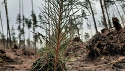 Воспроизводство лесов является приоритетной задачей минприроды Белгородской области