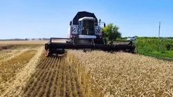 Промежуточные итоги уборочной кампании 2026 подвели в Губкинском городском округе