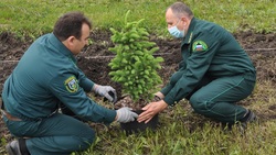 Жители Белгородской области высадили 6 миллионов деревьев в рамках акции «Сохраним лес»