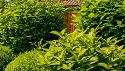 Губкинская прокуратура обвинила местного жителя в культивировании наркотического средства