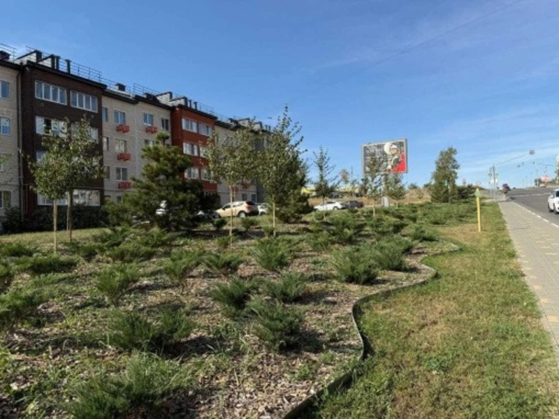 Реализация проекта озеленения «Губкин – город-сад» продолжилась