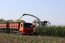 Аграрии ЗАО «Скороднянское» губкинской территории приступили к уборке кукурузы на силос