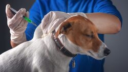 Белгородские ветеринары напомнили о необходимости сделать питомцам прививку от бешенства