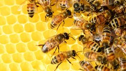 Белгородская областная Дума упразднила закон о пчеловодстве
