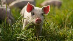 Ветеринары предупредили губкинцев о профилактике распространения африканской чумы свиней