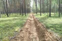 Новые минерализованные полосы для защиты от пожаров появились в лесах Белгородской области 