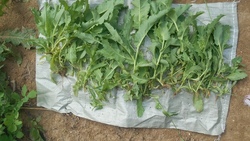 Губкинская полиция обнаружила 233 куста наркотикосодержащего растения