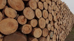 Власти Губкинского горокруга рассказали о причине массового спила деревьев 