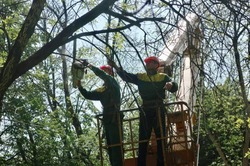 Работа по ликвидации пострадавших от ясеневой златки деревьев продолжилась в Губкинском горокруге