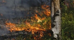 Особый противопожарный режим продолжил действовать на территории Белгородской области 