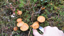 Как сделать сбор грибов и ягод безопасным? Специалисты рассказали основные правила