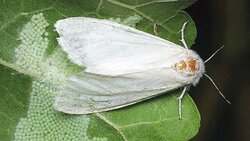 Американская белая бабочка стала угрожать белгородским садам