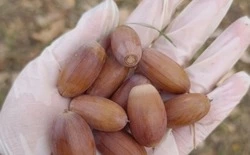 Сбор семян дуба стартовал в Белгородской области