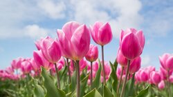 Фестиваль тюльпанов «Цветочные мелодии» пройдёт в Белгороде в мае 2022 года