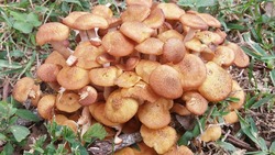 «Тихая охота» на грибы открылась в Губкинском округе