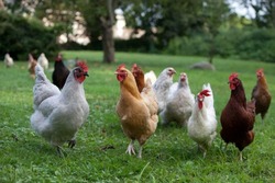 Ветеринары напомнили губкинцам об опасности птичьего гриппа 