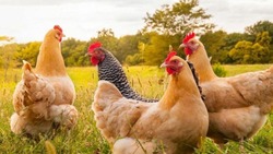 Власти предупредили губкинцев об опасности распространения птичьего гриппа 
