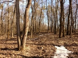 Губкинский Лесопожарный центр убирает неликвидную древесину в урочище «Дубравка»