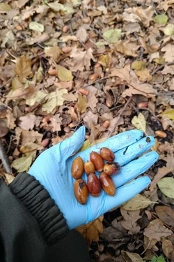 Сотрудники Губкинского лесничества продолжают заготовку семенного сырья дуба черешчатого