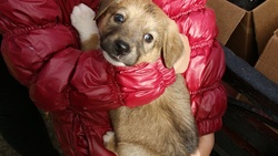 Белгородцы забрали с выставки бездомных животных «Пойдём домой» 21 собаку