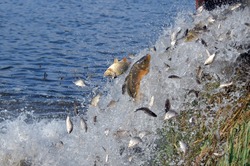 Зарыбление водоёма в зоне городского пляжа состоялось в Губкине 