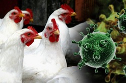 Осторожно, «птичий грипп»