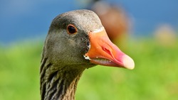 Ветеринары обнаружили аспергиллёз у гусей