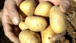 Губкинский предприниматель Александр Арнаутов — о секретах вкусного картофеля 