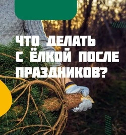 Губкинские власти напомнили об утилизации ёлок и сосен после празников