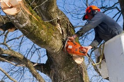 Белгородэнерго напомнило о правилах санитарной обрезки деревьев в охранных зонах ЛЭП