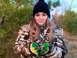 Сотрудники Губкинского лесничества завершили сбор шишки сосны обыкновенной