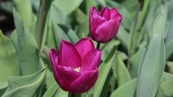Жители и гости Белгорода смогут насладиться цветением тюльпанов на майских праздниках