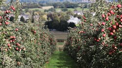 Губкинцы возродили яблоневый сад в селе