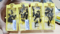 Пчеловоды Белгородской области продолжили получать «живые» посылки по почте