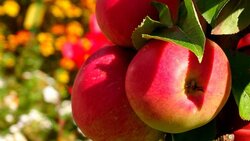 Белгородские аграрии собрали более 10 тысяч тонн яблок