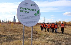 Зелёная ферма. Зачем комбинату воздухоочиститель из… тополей
