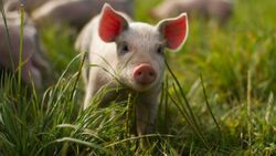 Губкинские власти сообщили о возникновении очага африканской чумы свиней