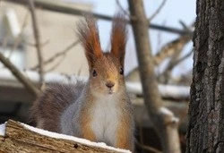 Обработка данных зимних учётов животных и птиц завершилась в Белгородской области