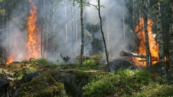 Власти Белгородской области продлили противопожарный режим на территории региона