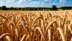 Губкинцы смогут принять участие в конкурсе «МедиаПоле»
