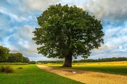 Белгородцы смогут принять участие в фотоконкурсе «Деревья – памятники живой природы»